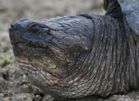 Common Snapping Turtle